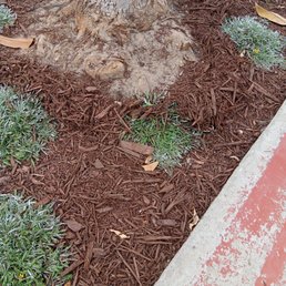 Roots were cut off on my Southern Magnolia without any input from me. The shallow roots were 5" higher than the plants and bark. Roots were cut off on my Southern Magnolia without any input from me. The shallow roots were 5" higher than the plants and bark.