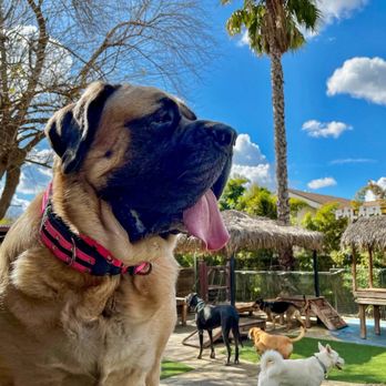 Paradise Ranch Pet Resort - Pet Training Near Me - Sun Valley, California Paradise Ranch Pet Resort - Pet Training Near Me - Sun Valley, California