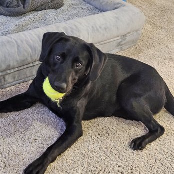 A Balanced Dog - Pet Training Near Me