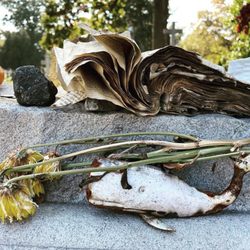 The Woodlawn Cemetery & Conservancy