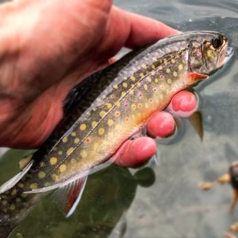 Wenatchee Fly Co. & Guide Service - Boat Charters Near Me Wenatchee Fly Co. & Guide Service - Boat Charters Near Me