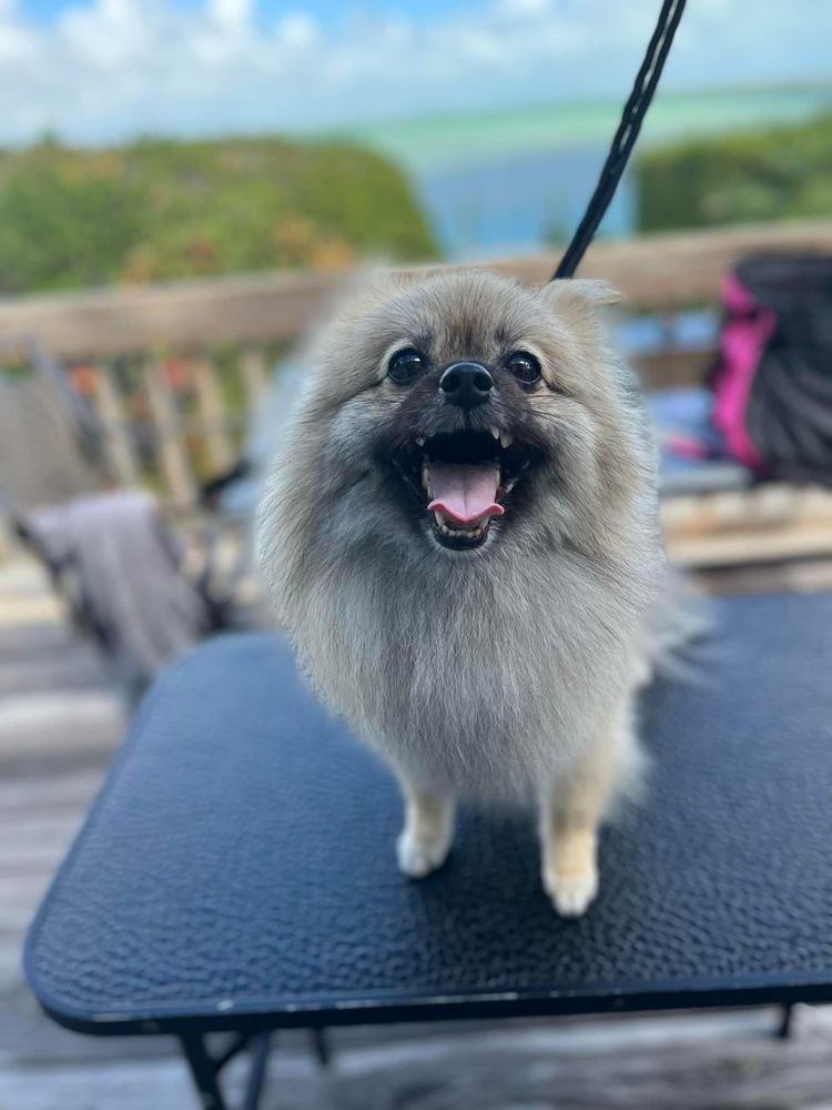 HAUTE DOG GROOMING BY NICOLE Updated September 2024 19 Photos