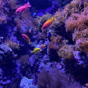 Shedd Aquarium - Aquariums Near Me - Chicago, Illinois Shedd Aquarium - Aquariums Near Me - Chicago, Illinois