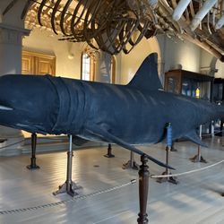 De naturhistoriske samlinger, Universitetsmuseet