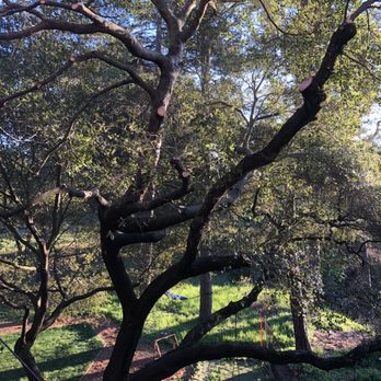 Vega's Tree Service - Tree Services Near Me - Brentwood, California Vega's Tree Service - Tree Services Near Me - Brentwood, California
