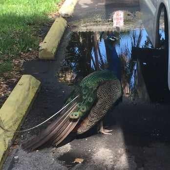 gator park - Gorgeous buddy wanted a ride - Boat Tours Near Me - Miami, Florida gator park - Gorgeous buddy wanted a ride - Boat Tours Near Me - Miami, Florida