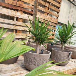 Jensen Nursery & Garden Centre - Outdoor pots and tropicals