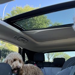 Jackie's Pet & Pal Services