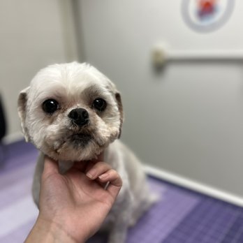 Purely Paws Spa - Pet Groomers Near Me - Salem, Wisconsin