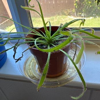 Moon & Co - Super cool fly trap plant! - Nurseries & Gardening Near Me - Grover Beach, California Moon & Co - Super cool fly trap plant! - Nurseries & Gardening Near Me - Grover Beach, California