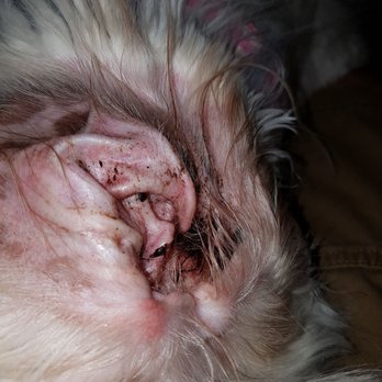 Austin Canine Central - Ear mites discovered after full groom - Pet Training Near Me - Austin, Texas Austin Canine Central - Ear mites discovered after full groom - Pet Training Near Me - Austin, Texas