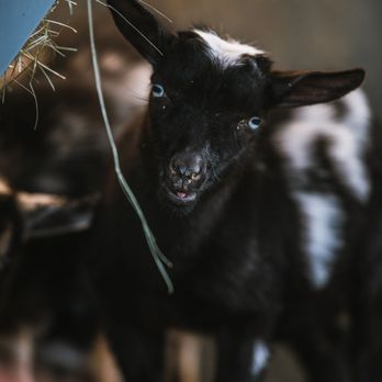 Bougie Cattle Company - Check our our little dwarf goat friends! A fan favorite for their fun antics during farm tours and petting parties - Petting Zoos Near Me - Apple Valley, California