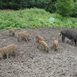 Bolton Castle - Wild Boars