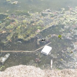 trash in the lake trash in the lake
