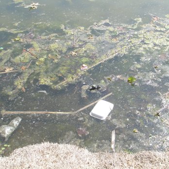 Legg Lake Park - trash in the lake - Parks Near Me - South El Monte, California Legg Lake Park - trash in the lake - Parks Near Me - South El Monte, California