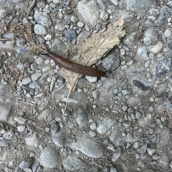 High Point Trailhead - Watch your step! Slug crossing - Hiking Near Me - Issaquah, Washington