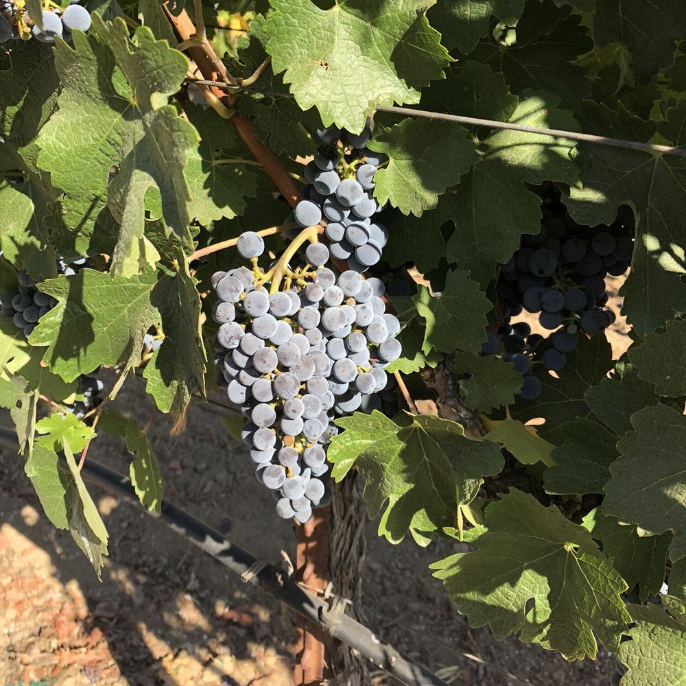 Dutcher Crossing Winery - Wineries Near Me - Geyserville, California