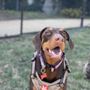 Photo of Bow Wow Ventures