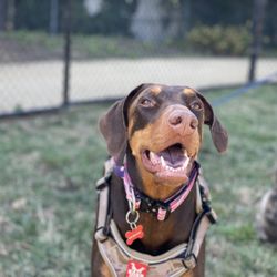 Bow Wow Ventures - Willow gives smiles