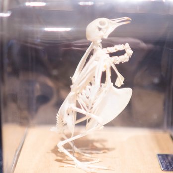 Turtle Bay Exploration Park - A bird skeleton is exhibited inside a transparent glass case at Turtle Bay Exploration Park. The skeleton is positioned upright on a wooden base, with detailed bones visible, including the skull, beak, and wing structures. The display includes a small informational plaque nearby, providing context about the specimen. The background is blurred, emphasizing the skeletal display as part of the park's educational exhibits. - Museums Near Me - Redding, California