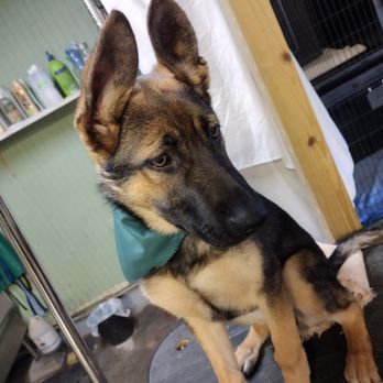 DC Grooming - Pet Groomers Near Me - Summerville, Georgia