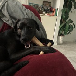 Marshalls - Inexpensive toy for dog that cost $3.99 and over $10 at other stores.