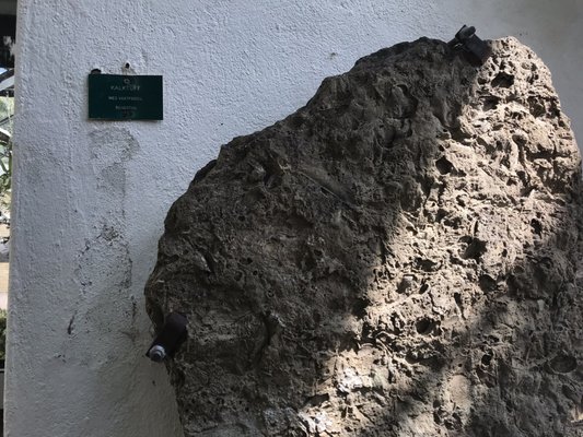 Botaniska trädgården by null