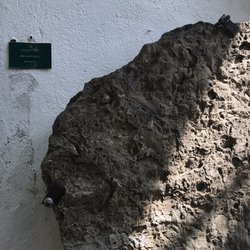 Botaniska Trädgården - Plant Fossil!!!!