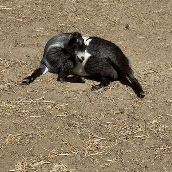 SoCalMiniPigs - Funny, sleepy goat - Pet Breeders Near Me - Valley Center, California SoCalMiniPigs - Funny, sleepy goat - Pet Breeders Near Me - Valley Center, California