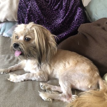 suzanne's mobile pet grooming