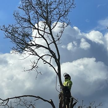 Tree North  Tree Service - Tree Services Near Me