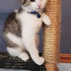 Zen Cat Sanctuary