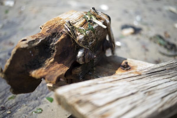 Dead Horse Bay by null