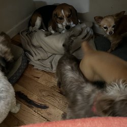 Tiny Paws Resort - Love to be under desk.