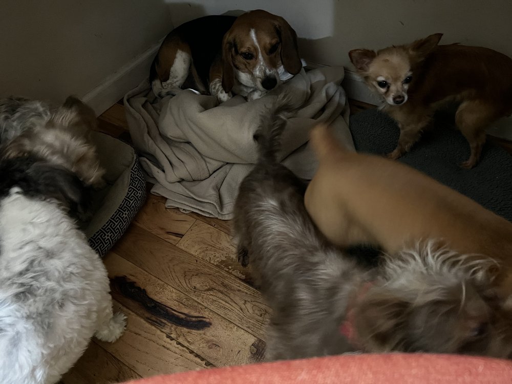 Tiny Paws Resort - pet boarding facility in White House, TN