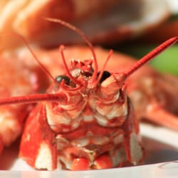 Crescent Road Restaurant - Locally caught Sussex Lobster