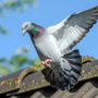 Photo of Action Pest Control