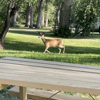 Foothills Campground - The deer come right up to your campsite - Hotels Near Me - Dayton, Wyoming Foothills Campground - The deer come right up to your campsite - Hotels Near Me - Dayton, Wyoming