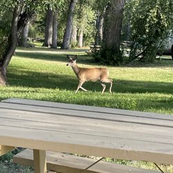 Foothills Campground - The deer come right up to your campsite
