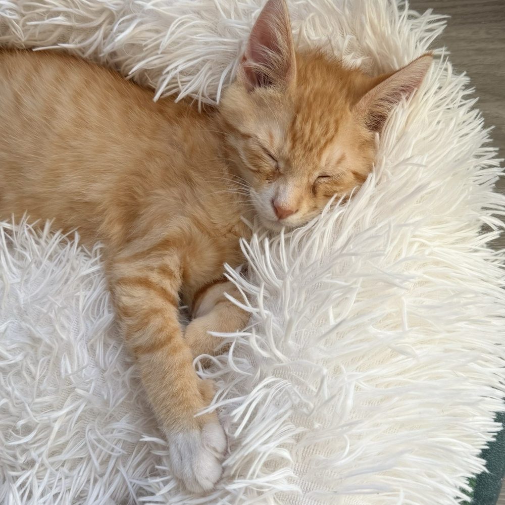 CatCafe Lounge - Community Service/Non-Profit Near Me - Marina del Rey, California CatCafe Lounge - Community Service/Non-Profit Near Me - Marina del Rey, California
