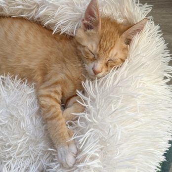 CatCafe Lounge - Community Service/Non-Profit Near Me - Marina del Rey, California CatCafe Lounge - Community Service/Non-Profit Near Me - Marina del Rey, California