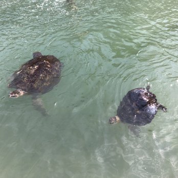 The Turtle Hospital - Veterinarians Near Me - Marathon, Florida The Turtle Hospital - Veterinarians Near Me - Marathon, Florida