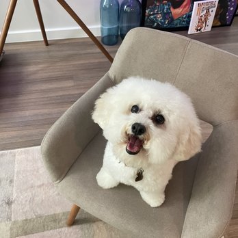 The Dog Barber - thank you to the staff at The Dog Barber! - Pet Groomers Near Me - San Francisco, California The Dog Barber - thank you to the staff at The Dog Barber! - Pet Groomers Near Me - San Francisco, California
