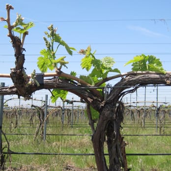Amavi Cellars - Wineries Near Me - Walla Walla, Washington Amavi Cellars - Wineries Near Me - Walla Walla, Washington