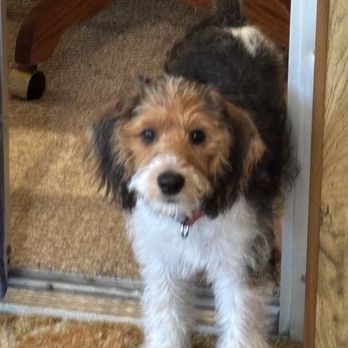 Seelah Kennel And Training Center - Sam - Pet Training Near Me - Adel, Iowa Seelah Kennel And Training Center - Sam - Pet Training Near Me - Adel, Iowa