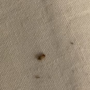 Hyatt Place Durham/Southpoint - Beg bug in their beds - Hotels Near Me - Durham, North Carolina Hyatt Place Durham/Southpoint - Beg bug in their beds - Hotels Near Me - Durham, North Carolina