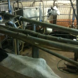 Freddy Hill Farms - Milking parlor