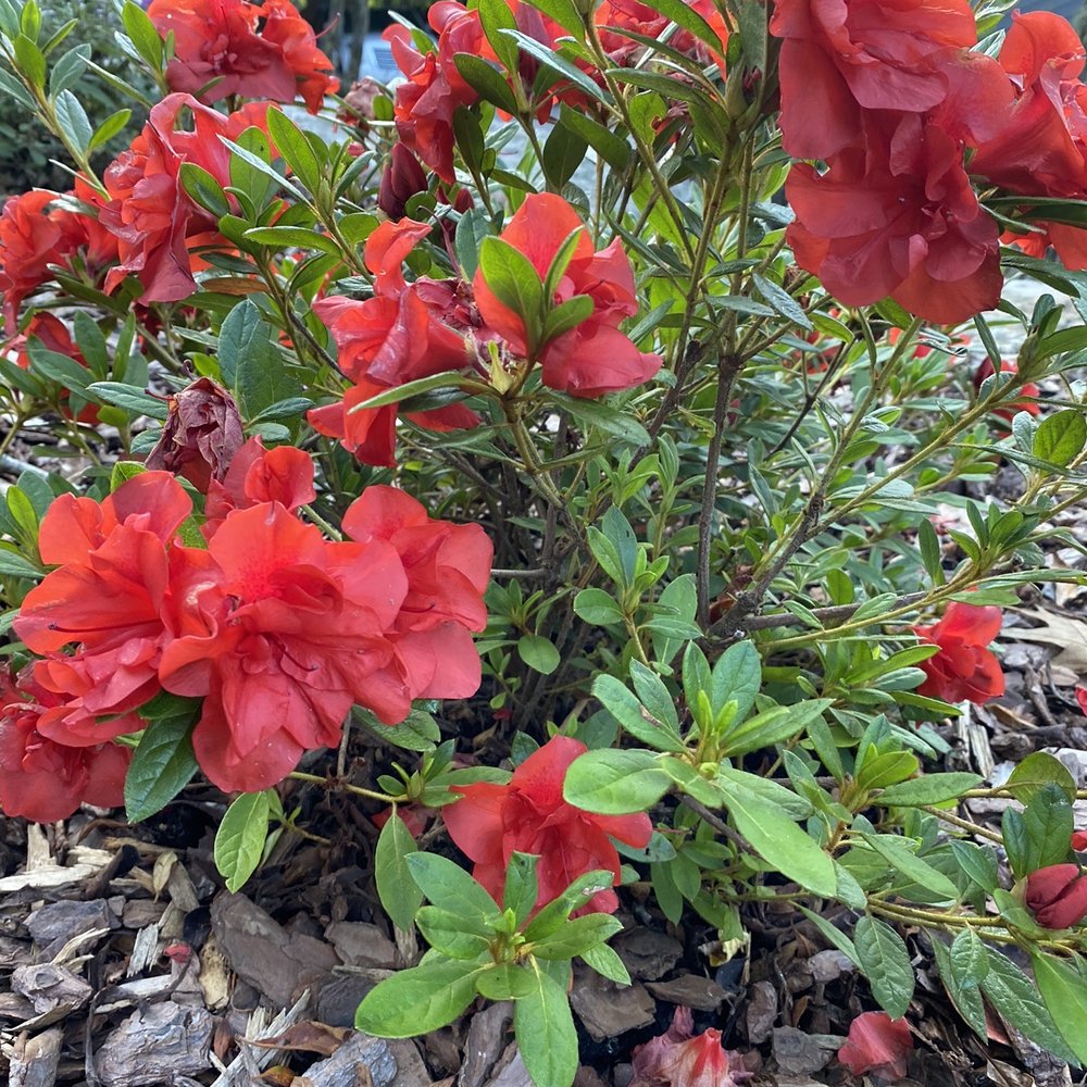 Raymond's Garden Center - Dwarf Azaleas - Nurseries & Gardening Near Me - Hendersonville, North Carolina Raymond's Garden Center - Dwarf Azaleas - Nurseries & Gardening Near Me - Hendersonville, North Carolina
