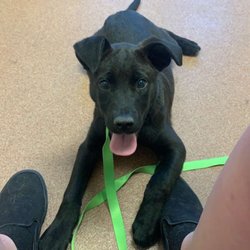 Weber County Animal Services - Our new rescue puppy!