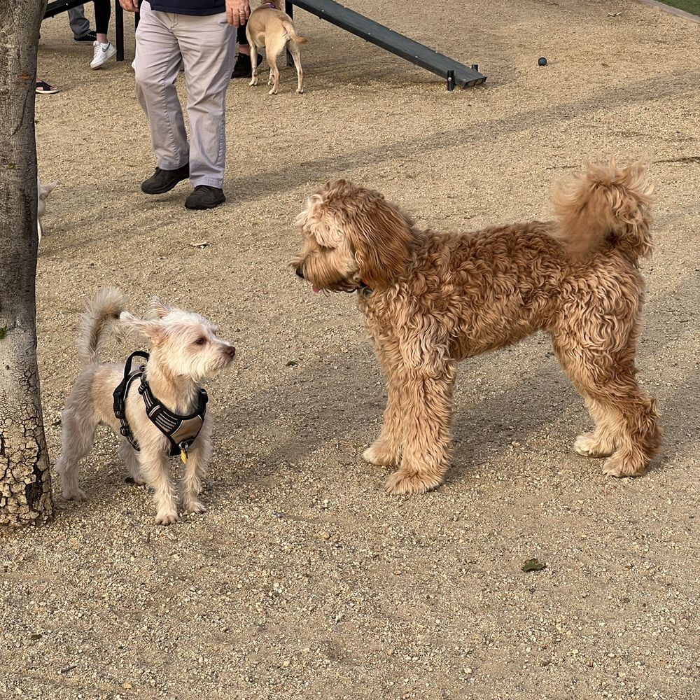 Dogs at dog oark Dogs at dog oark